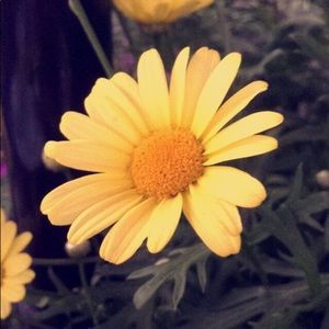 Meet your Posher, Eleni